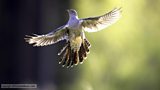 Cuckoo Tracking