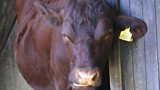 Cattle TB vaccine