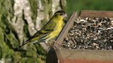 Siskins
