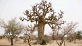 Tree Aid and Comic Relief