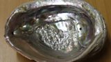 Abalone shell