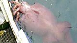 Elusive Giant Squid