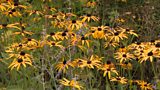 Naturalistic planting
