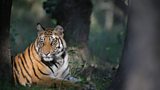 EIA works to protect wild tigers from illegal trade - photograph by Michael Vickers