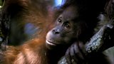 EIA’s work has protected the habitats of endangered species like orang-utans