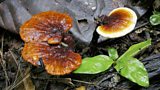 Ganoderma Lucidum by Jens Petersen