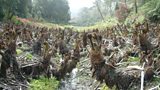 Invasion of the giant gunnera