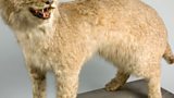 Big Cat