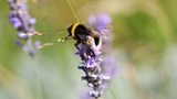 Bees and neonics
