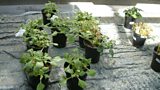 The lifecycle of the Busy lizzie with Downy mildew