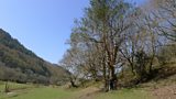 Holly Tree
