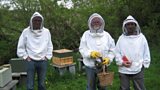 Bees and the Ancient World