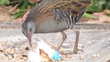 On a bird table in Severn Beach