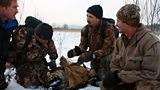 Tracking tigers in the frozen forests of Siberia