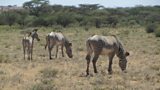 Grevy's Zebra