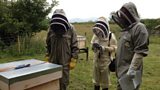 Honey Bees
