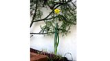 The Giant Daffodil