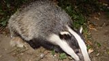 TB and Badgers