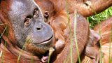 Durrell’s Orangutan