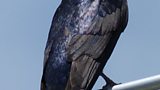 Purple Martins