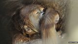 Orangutan birth