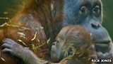 Durrell Wildlife Conservation Trust celebrates 50 years