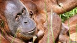 Meet the refugees of the lost rainforest