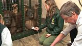 Jersey hospital consultant treats orangutan