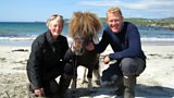 Racing and dancing Shetland ponies