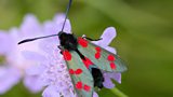 More gardening tips to help butterflies and moths