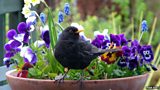 How to help wildlife