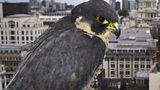 Peregrine Falcon - fact file