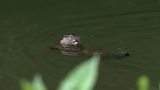 Otters in daytime hunting