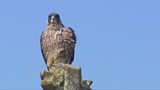Peregrine falcons' buzzard attack