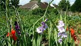 Stewart Avenue allotments