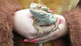 Nifty Nia meets a bearded dragon lizard...