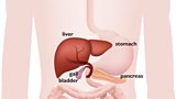 The digestive system