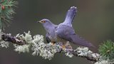 Cuckoo's dramatic decline tackled