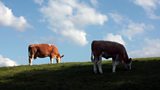 Cattle TB Vaccine