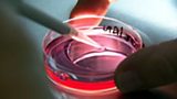 Bioethical laws in France