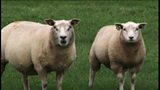 Jewish and Muslim ritual slaughter