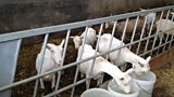 Go goat go! Paula McIntyre visits Adam Kelly and his goats at Leggygowan Farm near Saintfield