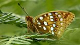 Battle to save rare butterfly
