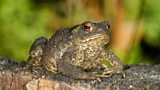 Common Toad