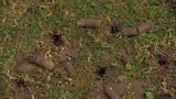 Autumn lawn care