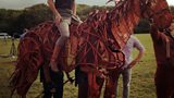 War Horse comes home