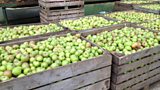 How do ya like them apples?