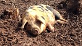 Ellie and the woodland pigs