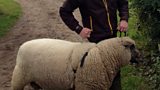 Matt and the Shropshire sheep