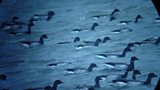 Brent Geese